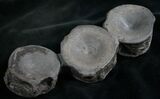 Three Associate Ichthyosaur Vertebrae - Germany #8217-2